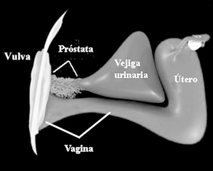 Próstata en personas con vulva